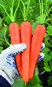 Морковь Сладкоежка Супер