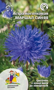 Цветы Астра Маршал Синяя
