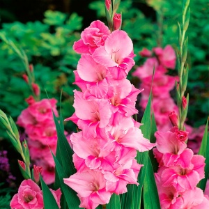 Цветы луковичные Gladiolus MINSK 1шт.