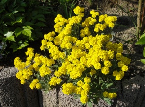 Цветы Алиссум скальный Золото Инков ЕП УУ