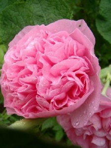 Цветы Шток-Роза  Розовая Замша ЕП УД