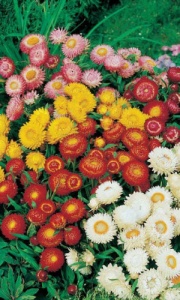 Цветы Гелихризум махровая смесь