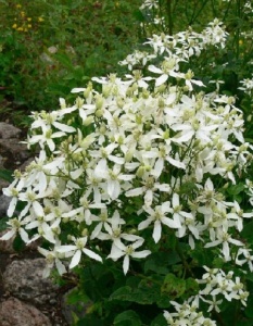 Цветы Клематис прямой Белый  ЕП УД