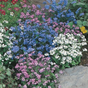 Цветы Незабудка альпийская Лесная Полянка ГАВРИШ