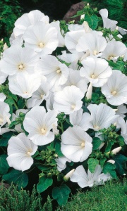 Цветы Лаватера Сакура белая