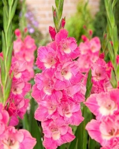 Цветы луковичные Gladiolus Pink Parrot  1шт.