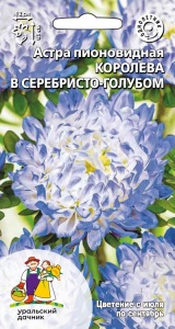 Цветы Астра пионовидная королева В Серебристо-Голубом  ЕП УД