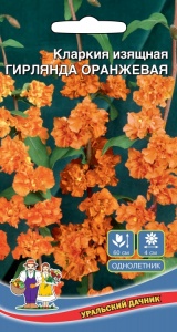 Цветы Кларкия изящная Гирлянда Оранжевая