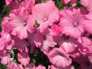 Цветы Лаватерра Розовый Топаз ЕП УУ