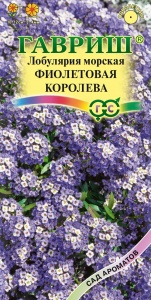 Цветы Лобулярия морская Фиолетовая Королева  ЕП Гавриш