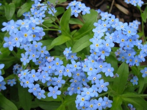 Цветы Незабудка садовая Голубая ЦП УУ