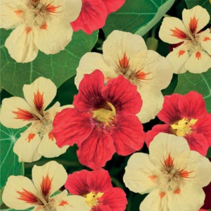 Цветы Настурция Клубника со Сливками низкорослая