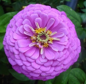 Цветы Цинния георгиноцветковая Фиолетовая Красавица
