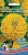 Цветы Цинния георгиноцветковая Птичка канарейка