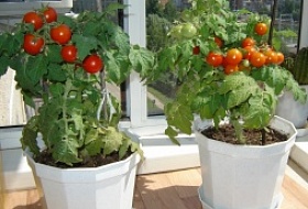 Советы по выращиванию огурцов, томатов и зелени на подоконнике 