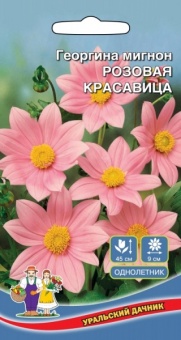 Цветы Георгина Розовая Красавица мигнон ЕП УД