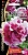 Цветы Петуния Фламандское Кружево Супермахровая