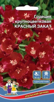 Цветы Годеция Красный Закат крупноцветковая