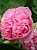 Цветы Шток-Роза  Розовая Замша ЕП УД