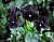 Цветы Виола (Анютины глазки) Черный король ЦП УУ
