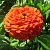Цветы Цинния георгиноцветковая Оранжевый Король ЦП УУ